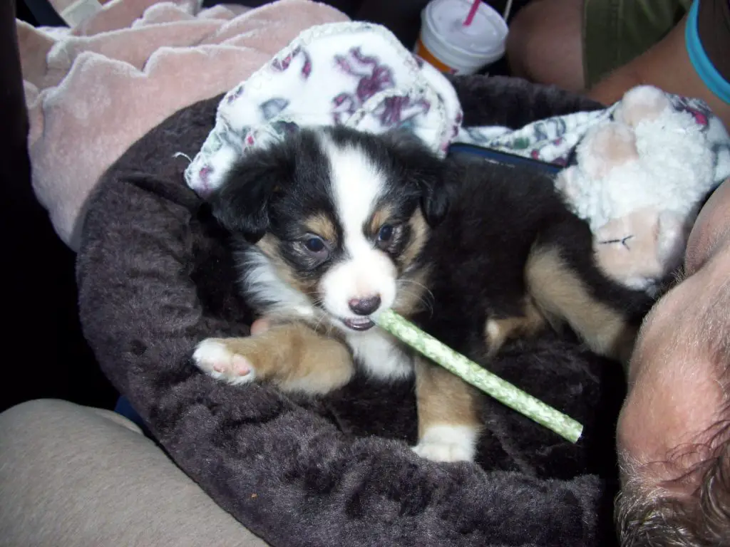 How Many Puppies Do Australian Shepherds Have In A Litter?