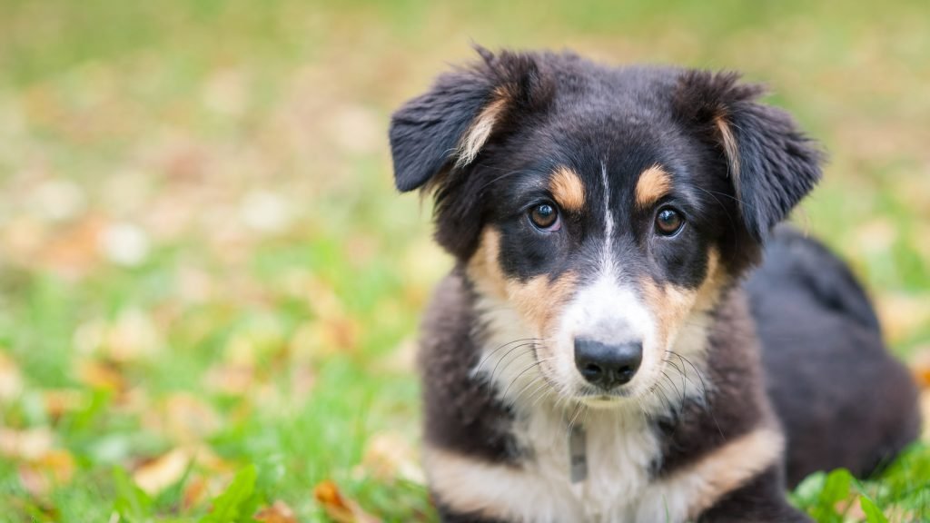 australian shepherd needing companion