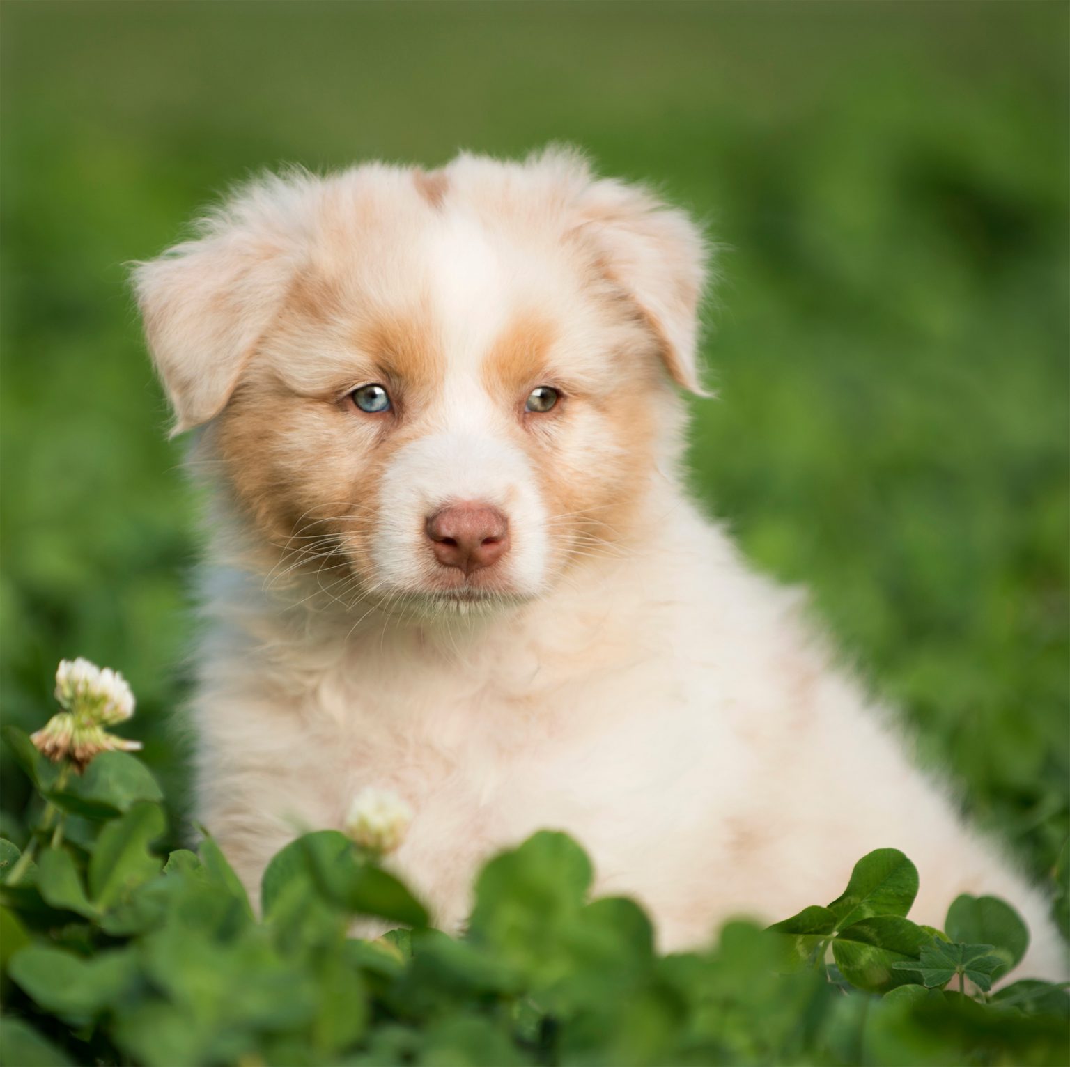 at-what-age-do-australian-shepherds-eyes-change-color-australian