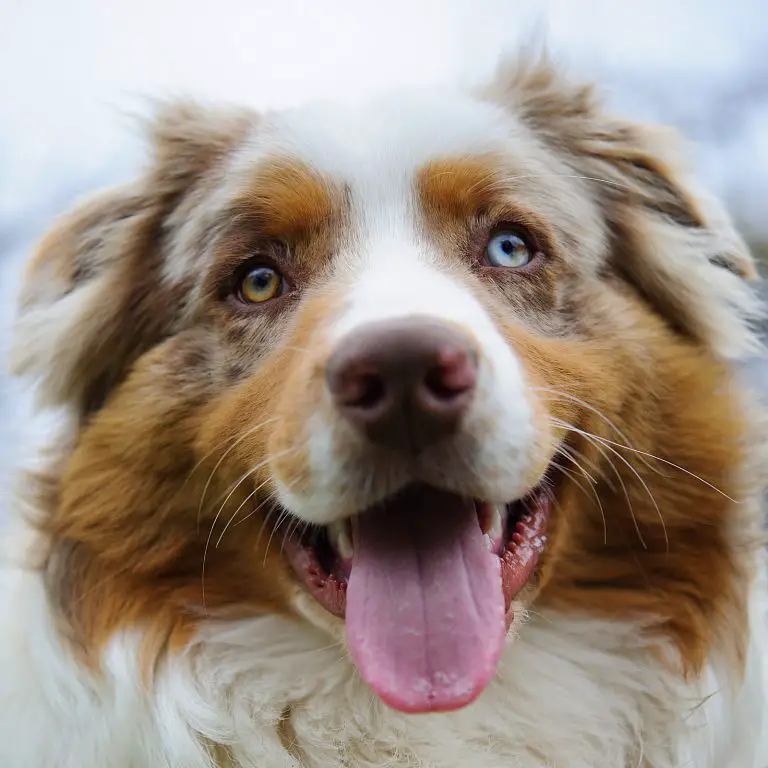 Why Is My Aussie Breathing So Fast? - Australian Shepherd Info