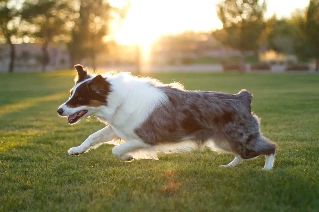 Australian Shepherd Running On Beach