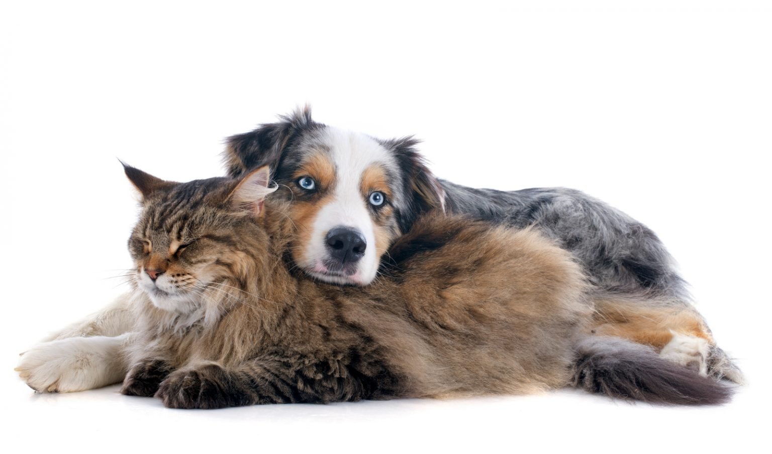 Are Australian Shepherds Good With Cats? Australian Shepherd Info